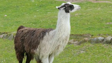 Lama lama gma