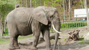 Hayvanat bahçesinde Afrika çalı fili (loxodonta africana) 
