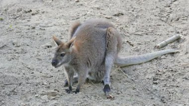 Kızıl enseli kanguru. Bennett'ın kanguru. Macropus rufogriseus
