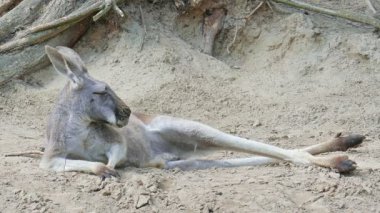 Kırmızı kanguru. Macropus rufus