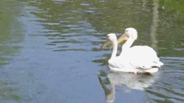 Büyük beyaz pelikanlar. Pelecanus onocrotalus