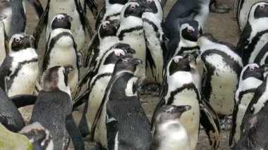 Afrika penguen. Spheniscus demersus