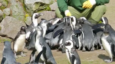 Hayvanat bahçesinde beslenme zamanı Afrika penguen (Spheniscus demersus)