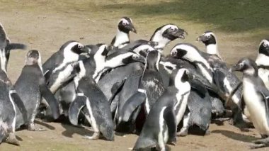 Hayvanat bahçesinde beslenme zamanı Afrika penguen (Spheniscus demersus)