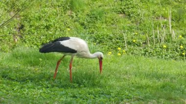 Bir çayır üzerinde beyaz leylek (Ciconia ciconia)