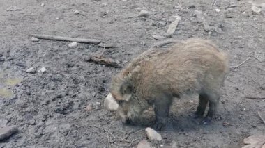 Yaban domuzu (Sus scrofa)