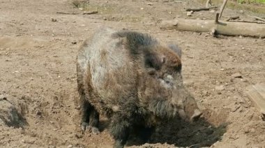 Yaban domuzu (Sus scrofa) ini hazırlıyor.
