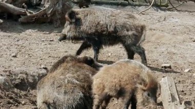 Yaban domuzu grubu (Sus scrofa)