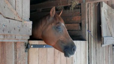 İstikrarlı bir at. Kafa ateş yukarıya kapatmak