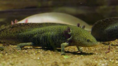 Axolotl. Meksikalı semender. Ambystoma mexicanum