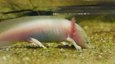 Axolotl. Meksikalı semender. Ambystoma mexicanum