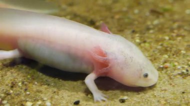 Axolotl. Meksikalı semender. Ambystoma mexicanum