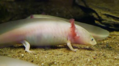 Axolotl. Meksikalı semender. Ambystoma mexicanum
