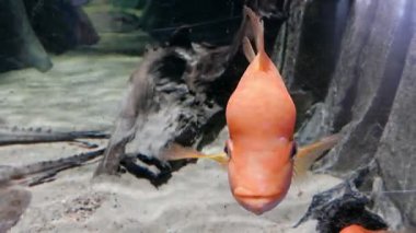 Amphilophus citrinellus. Midas cichlid. Balık