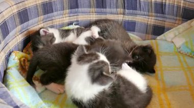 Üç haftalık yavru kediler birlikte oynuyorlar.