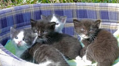 Dört küçük kedi yavrusu. Üç haftalık yavru kediler.
