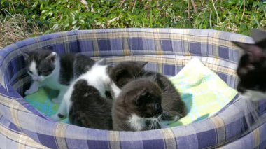 Annem üç haftalık yavrularını kontrol ediyor.