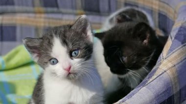 Dört küçük kedi yavrusu. Üç haftalık yavru kediler. Yavaş çekim