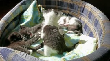 Üç haftalık yavru kedi birlikte oynuyorlar