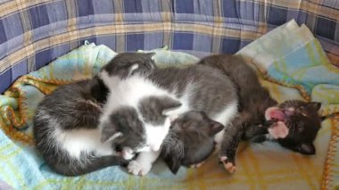 Üç haftalık yavru kediler yatıyorlar.
