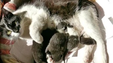 Anne kedi yeni doğmuş kedileri besler.