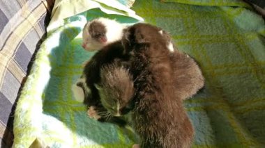 Dört yeni doğan akraba