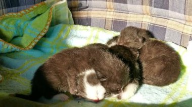 Yeni doğmuş kedi yavruları yatıyorlar.