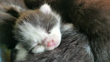 Yeni doğmuş kedi yavruları uyuyor. Yavru bir kediye yavaşça yaklaşmak