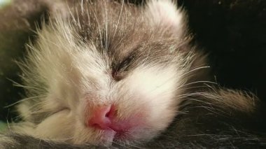 Uyurken yeni doğmuş bir kedinin portresi. Yakın çekim.