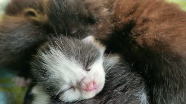 Birlikte yatarken yeni doğmuş kedi yavrularının portresi