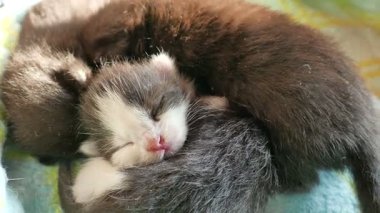 Yeni doğmuş kedi yavrularının portresi.