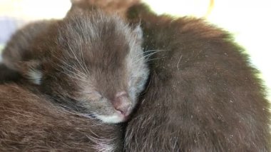 Yeni doğmuş siyah kedi yavruları yatıyorlar.