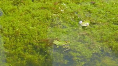 Yenilebilir kurbağa. Rana esculenta. Ortak su kurbağa. Yeşil kurbağa