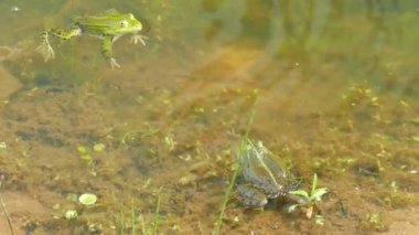 Yenilebilir kurbağa. Rana esculenta. Ortak su kurbağa. Yeşil kurbağa
