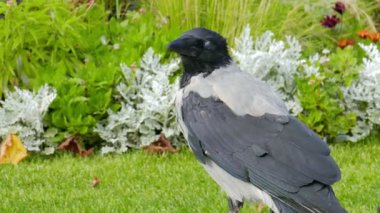 Corvus cornix. Kukuletalı karga. Atış kapatın
