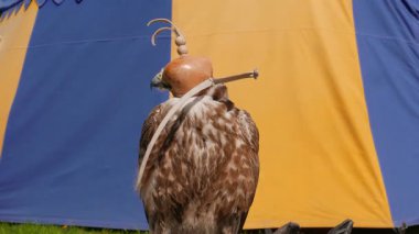 Bir şapkalı saker Falcon. Falco cherrug. Yırtıcı kuş. Falconry