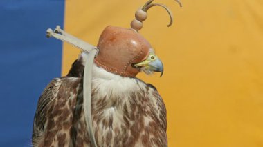 Bir şapkalı saker Falcon. Falco cherrug. Yırtıcı kuş. Falconry