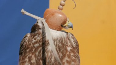 Bir şapkalı saker Falcon. Falco cherrug. Yırtıcı kuş. Falconry