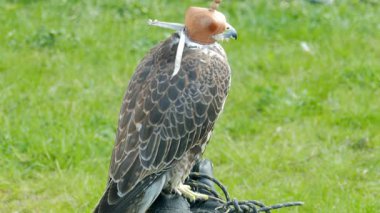 Bir şapkalı saker Falcon. Falco cherrug. Yırtıcı kuş. Falconry