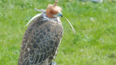 Bir şapkalı saker Falcon. Falco cherrug. Yırtıcı kuş. Falconry