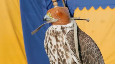 Bir şapkalı saker Falcon. Falco cherrug. Yırtıcı kuş. Falconry