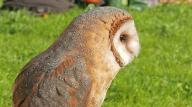 Peçeli baykuş. Tyto alba. Yırtıcı Kuş