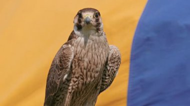 Genç (olgunlaşmamış) gökdoğan kuşağının tüyleri yetişkinlerden farklıdır. Arka planda ortaçağ çadırı. Ortaçağ 'da Peregrine şahinleri avlanmak için kullanılırdı..