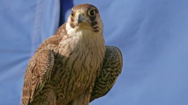 Genç (olgunlaşmamış) gökdoğan kuşağının tüyleri yetişkinlerden farklıdır. Arka planda ortaçağ çadırı. Ortaçağ 'da Peregrine şahinleri avlanmak için kullanılırdı..