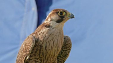 Genç (olgunlaşmamış) gökdoğan kuşağının tüyleri yetişkinlerden farklıdır. Arka planda ortaçağ çadırı. Ortaçağ 'da Peregrine şahinleri avlanmak için kullanılırdı..