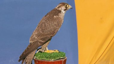 Genç (olgunlaşmamış) gökdoğan kuşağının tüyleri yetişkinlerden farklıdır. Arka planda ortaçağ çadırı. Ortaçağ 'da Peregrine şahinleri avlanmak için kullanılırdı..