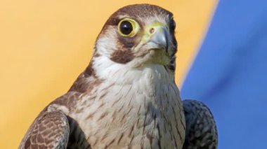 Genç (olgunlaşmamış) gökdoğan kuşağının tüyleri yetişkinlerden farklıdır. Arka planda ortaçağ çadırı. Ortaçağ 'da Peregrine şahinleri avlanmak için kullanılırdı..