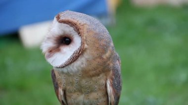 Peçeli baykuş. Tyto alba. Yırtıcı Kuş