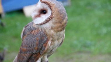 Peçeli baykuş. Tyto alba. Yırtıcı Kuş