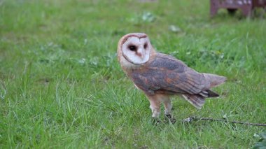 Arka planda ahır baykuşu ve ortaçağ çadırı. Tyto alba. Yırtıcı kuş